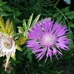 Centaurea cheiranthifolia Blodyn