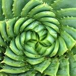 Aloe polyphylla Blad