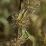 Marrubium supinum Mbuma