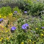 Phacelia distans Õis