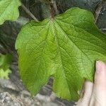 Parthenocissus tricuspidataLeaf