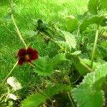 Potentilla atrosanguinea Other