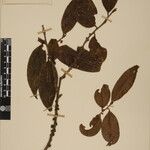 Eurya cerasifolia Altro