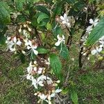 Clerodendrum indicum Leaf