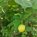 Prunus domestica Frukt