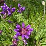 Prunella grandiflora Blomma