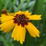 Coreopsis tinctoriaফুল