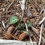 Pyrola picta Plante entière