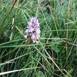 Dactylorhiza maculataFlor