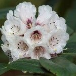 Rhododendron hodgsonii Květ