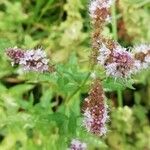 Mentha spicata Flower