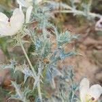 Argemone ochroleuca Fruit