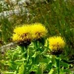 Centaurea macrocephala Květ