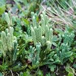 Lycopodium alpinum Цветок