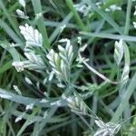 Poa annua Flower