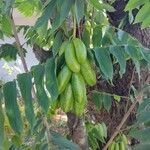 Averrhoa bilimbi Frucht