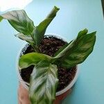 Calathea concinna برگ