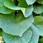 Aristolochia macrophylla Foglia