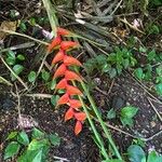 Heliconia wagneriana Õis