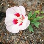 Clarkia amoena Blomma