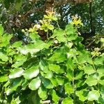 Afzelia quanzensis Leaf