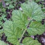 Erodium moschatum叶