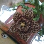 Orbea variegataFlower