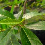 Ficus racemosa 葉