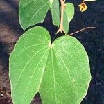 Piliostigma thonningii Folha