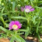 Delosperma sutherlandii Lorea