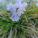 Scabiosa canescens फूल