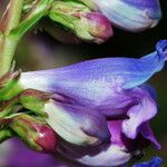 Penstemon glaber Flor