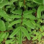 Sanguisorba canadensis Lehti