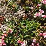 Kalmia procumbens 叶