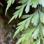 Asplenium aethiopicum Leaf