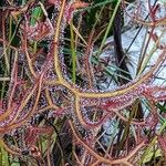 Drosera binata Frunză