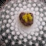 Parodia lenninghausii Flors