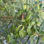 Acacia cyclops Mbuma