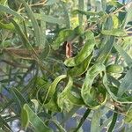 Acacia cyclops Fruit