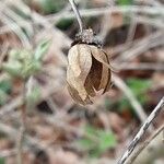 Viburnum lantana Плід