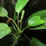 Anthurium microspadix Leaf