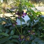 Callerya reticulata Virág