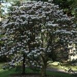 Rhododendron fulvum Habitus