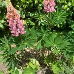 Lupinus × regalis Fiore