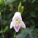 Asystasia intrusa Kwiat