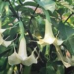 Brugmansia × candida