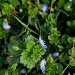 Veronica polita Feuille