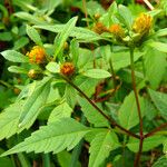 Bidens connata Fiore