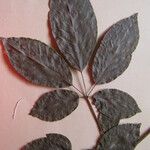Handroanthus serratifolius Inny