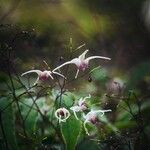 Epimedium grandiflorum Кветка